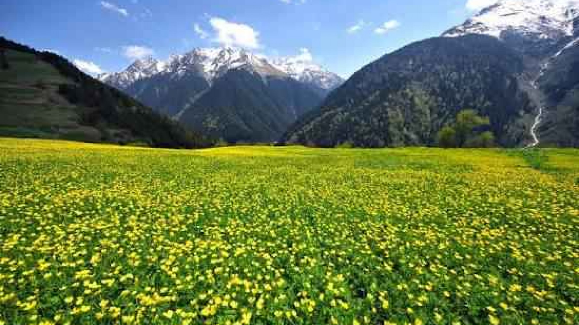 Gito Yaylası | 4 Yayla Turu Aynı Anda - Rize Yayla Turları 4 Yayla Turu Aynı Anda kapsamında ziyaret edilen Gito Yaylası sis denizi manzarası