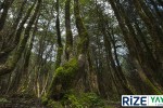 Gito ve Elevit Yaylası Turu Rize çıkışlı Karadeniz yayla gezisi