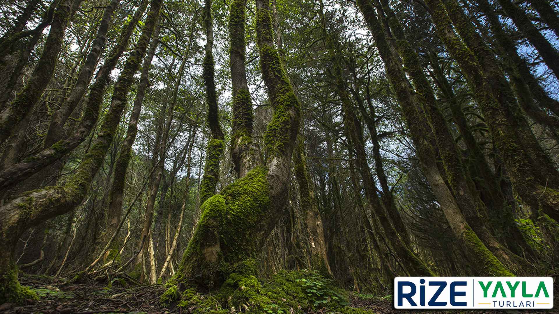 Gito ve Elevit Yaylası Turu Rize çıkışlı Karadeniz yayla gezisi